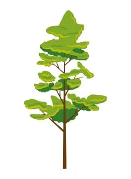 Pine coniferus tree isolated icon Illustrazione stock