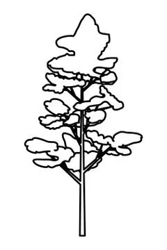 Pine coniferus tree isolated icon Illustrazione stock