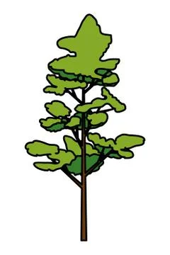 Pine coniferus tree isolated icon Illustrazione stock