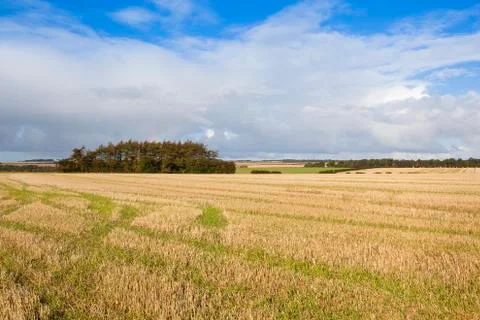 Pine copse Stock Photos
