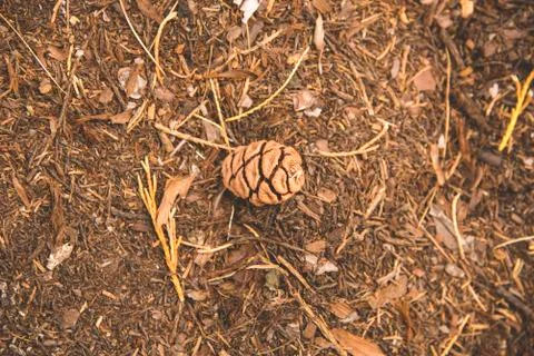 The pine corn/ pinecone on the ground in the wood at Sequoia National Park Stock Photos