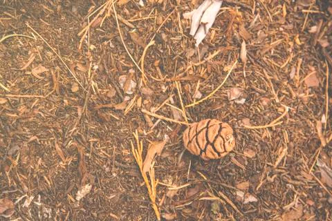 The pine corn/ pinecone on the ground in the wood at Sequoia National Park Stock Photos