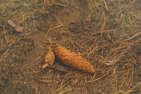 The pine corn/ pinecone on the ground in the wood at Sequoia National Park 写真素材
