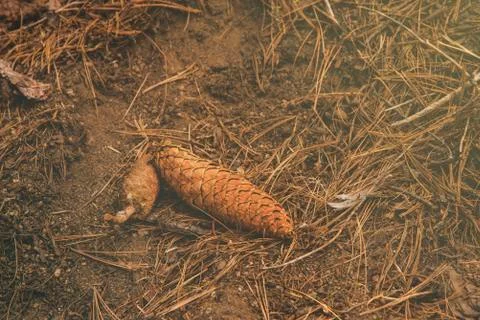 The pine corn/ pinecone on the ground in the wood at Sequoia National Park 写真素材