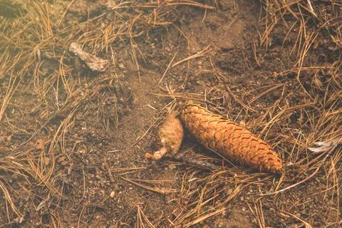 The pine corn/ pinecone on the ground in the wood at Sequoia National Park Stock Photos