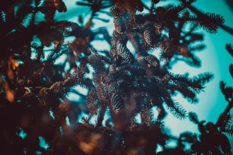 Pine corns on a tree Stock Photos