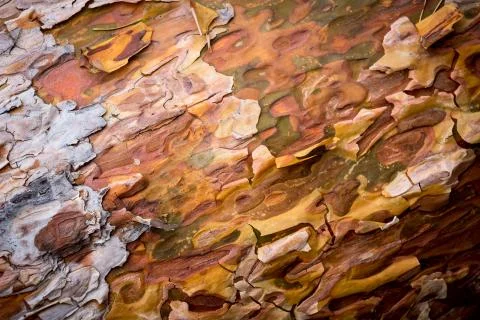 Pine cortex background Stock Photos