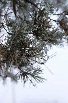 Pine covered with frost Stock Photos