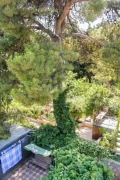 Pine covered with ivy. Stock Photos
