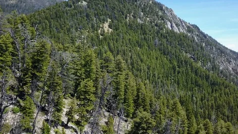 Pine covered mountain Stock Footage 86478602