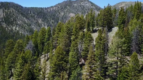 Pine covered mountains Stock Footage 86480614
