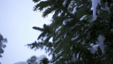 Pine covered with snow - cinematic slow motion shot Stock Footage 104900359