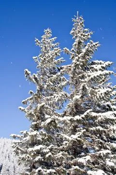 Pine covered with snow Stock Photos