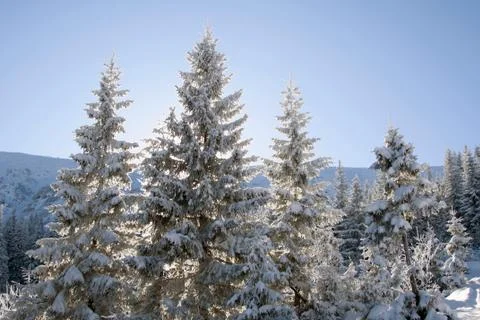 Pine covered with snow Stock Photos