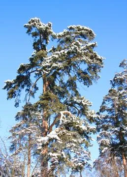 Pine covered with snow Stock Photos