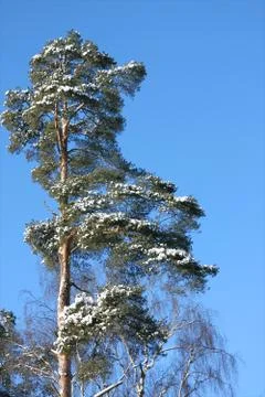 Pine covered with snow Stock Photos