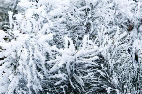 Pine covered with snow Stock Photos