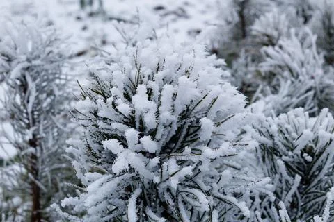 Pine covered with snow Stock Photos