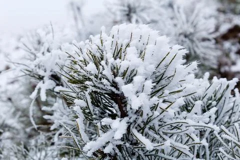 Pine covered with snow Stock Photos