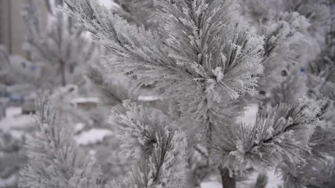 Pine covered with snow  Snow clung pine needles_1 Stock Footage 71269953