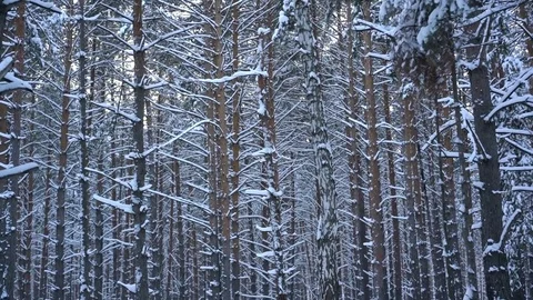 Pine covered with snow in the winter forest 库存影片 85139412
