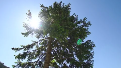 Pine Covers The Sun Stock Footage 306603554