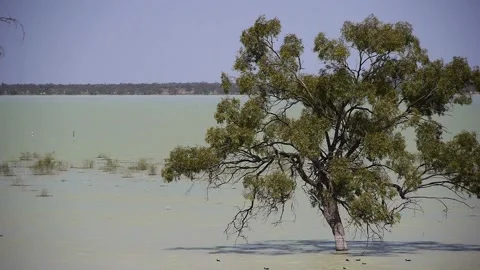 Pine Creek Tree Lake Stock Footage 326020132