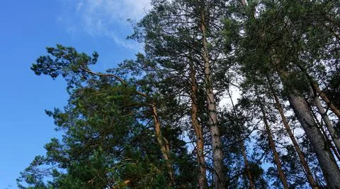 Pine crowns on a blue sky background Foto stock