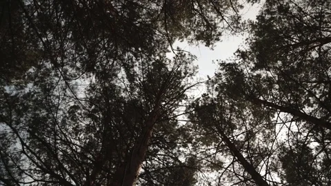 Pine crowns. 動画素材 75752020