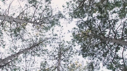 Pine crowns illuminated by the sun against the blue sky that rotate Stock Footage 245482927