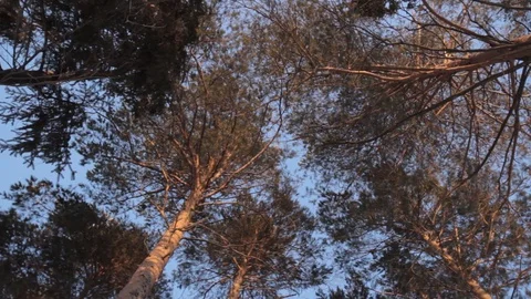 Pine crowns, looking up from the bottom Stock Footage 128364455