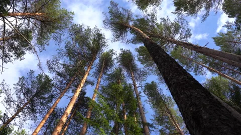 Pine crowns sway in the wind Stock-Footage 130872856