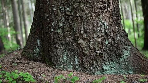 Pine crust tilt shot in the pine forest Stock Footage 108763624
