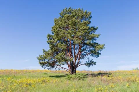 Pine with curved branched trunks among the meadow against sky Stock Photos