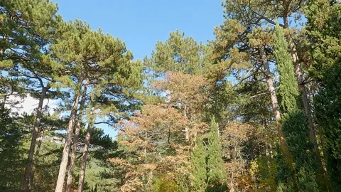 Pine, cypresses, deciduous in autumn forest 動画素材 165198611