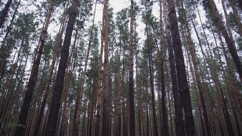 Pine dark forest 4k Video stock 81930866