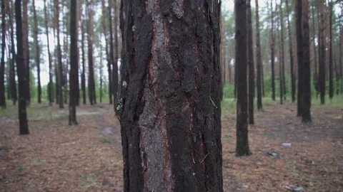 Pine dark forest 4k Stock Footage 81934432
