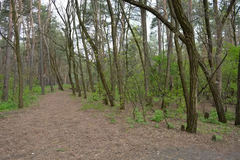 Pine-deciduous forest with old large, tall trees, pines, fir trees, green grass. Stock Photos