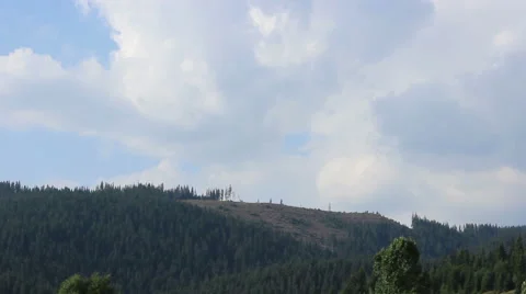 Pine Deforestation Timelapse Stock Footage 46123914
