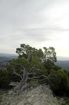Pine deformed by the constant winds of the area Foto stock