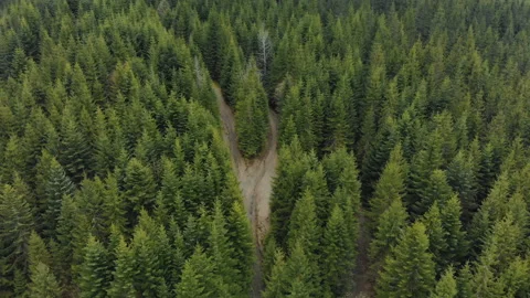 Pine, dense forest in the wild mountains 스톡 동영상 109776877
