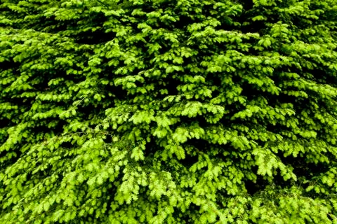 Pine detail Stock Photos