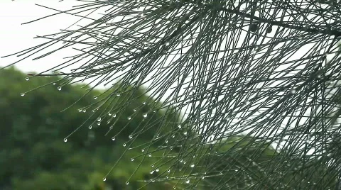 Pine with dew close up Stock Footage 644688
