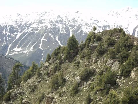 Pine-Dotted Slopes Against Snow-Capped Peaks Foto stock