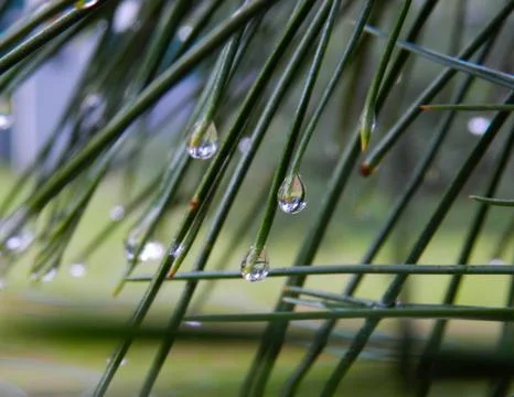The Pine Drop Stock Photos