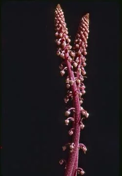 Pine drops Stock Photos