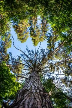 Pine with dry branches in the forest Stock Photos