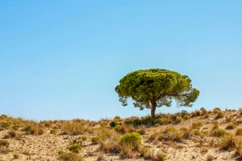 Pine in the dunes of Doana. Stock Photos