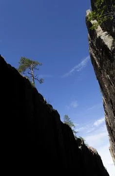 Pine on the edge Fotos de archivo