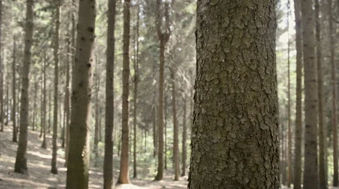 Pine evergreen forest in summer day  dolly Vidéo 64515507